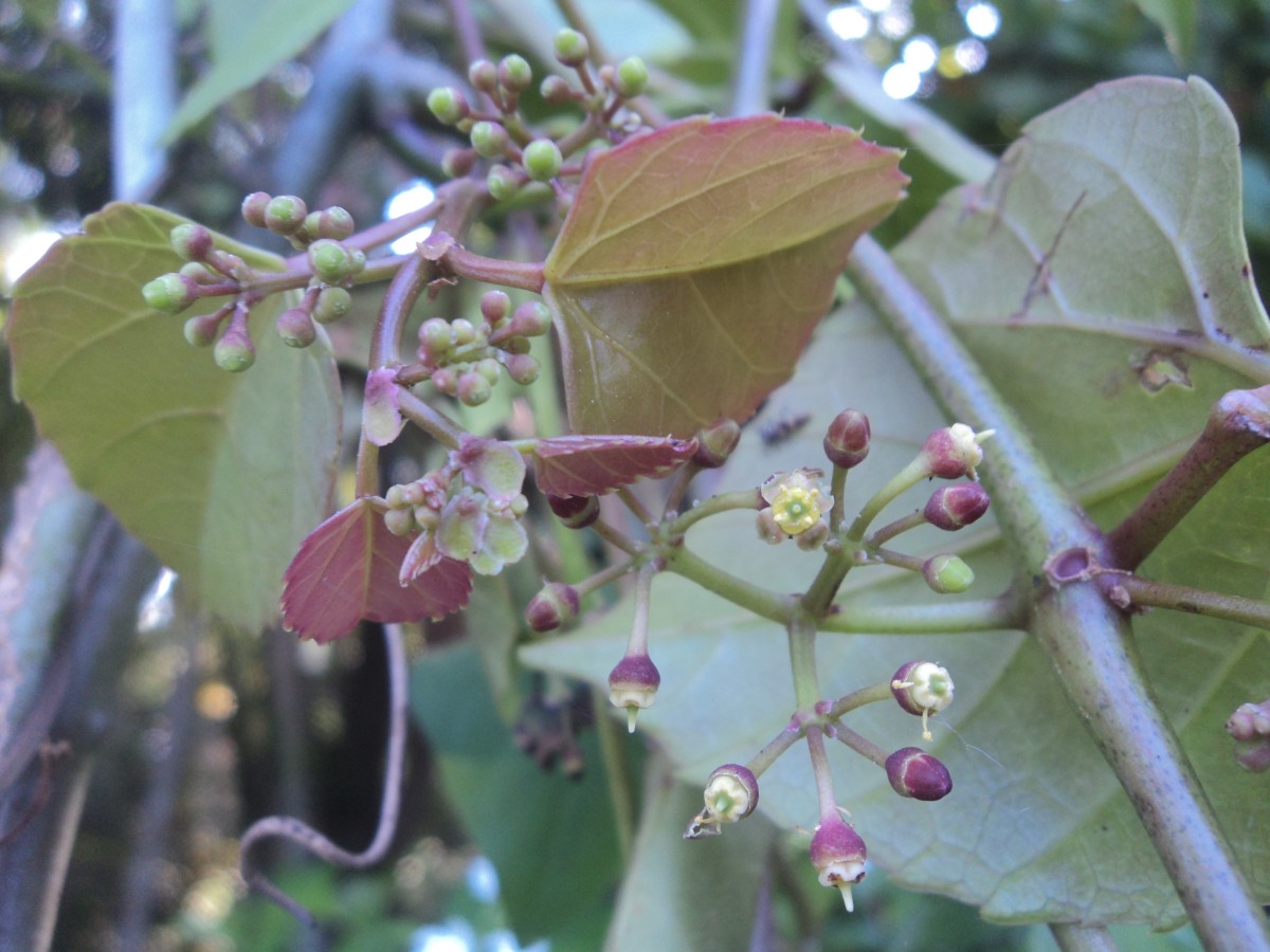 Cissus lonchiphylla Thwaites